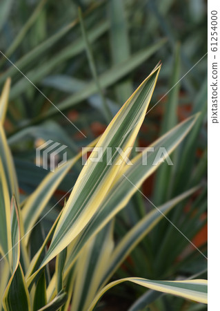 Variegated Spanish dagger 61254000