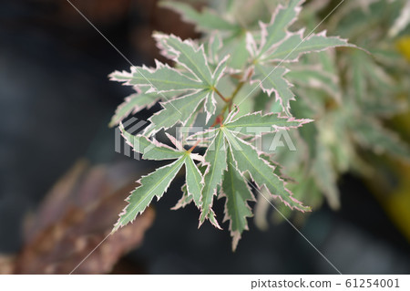 Japanese Maple Butterfly Silver Sensation 61254001