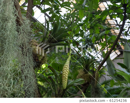 Bromelia or green Bromelia plant in the garden Bromelia or green Bromelia plant in the garden 61254236