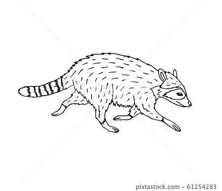 Vector hand drawn doodle sketch raccoon 61254283