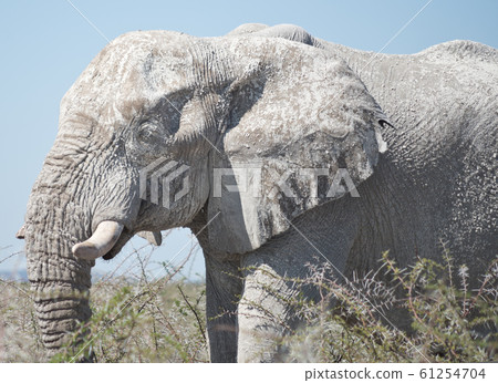 old elephant old elephant 61254704