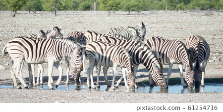 zebras at a watering hole 61254716
