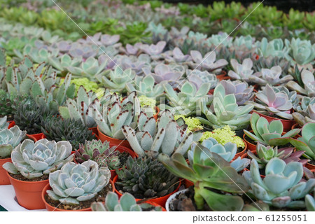 Selected focused on a group of small and colourful cactus planted in small plastic pots. The small cactus suitable to used as an indoor decoration. Sales of this cactus are a source of income for farm Selected focused on a group of small and colourful cactus planted in small plastic pots. The small cactus suitable to used as an indoor decoration. Sales of this cactus are a source of income for farm 61255051