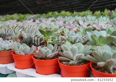 Selected focused on a group of small and colourful cactus planted in small plastic pots. The small cactus suitable to used as an indoor decoration. Sales of this cactus are a source of income for farm 61255052