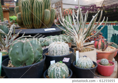 Selected focused on a group of small and colourful cactus planted in small plastic pots. The small cactus suitable to used as an indoor decoration. Sales of this cactus are a source of income for farm 61255055