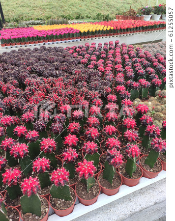Selected focused on a group of small and colourful cactus planted in small plastic pots. The small cactus suitable to used as an indoor decoration. Sales of this cactus are a source of income for farm Selected focused on a group of small and colourful cactus planted in small plastic pots. The small cactus suitable to used as an indoor decoration. Sales of this cactus are a source of income for farm 61255057