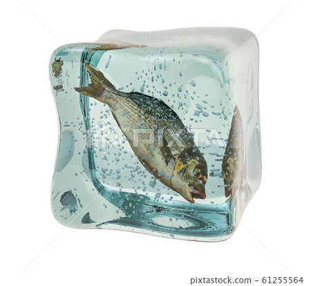 Raw dorade fish frozen in ice cube, 3D rendering Raw dorade fish frozen in ice cube, 3D rendering 61255564