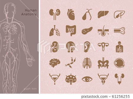 Large set of linear vector icons of human organs Large set of linear vector icons of human organs 61256255