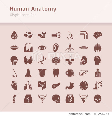 Set of vector icons of internal human organs in a 61256264