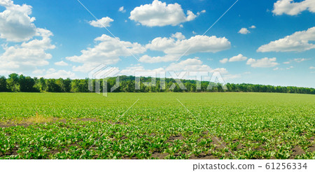 Picturesque green beet field and blue sky with Picturesque green beet field and blue sky with 61256334
