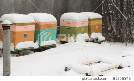 Beehives in apiary covered with snow in wintertime in the frosty dawn or the sunset. Colorful beehives with snowdrift on roofs. Beekeeping 61256546