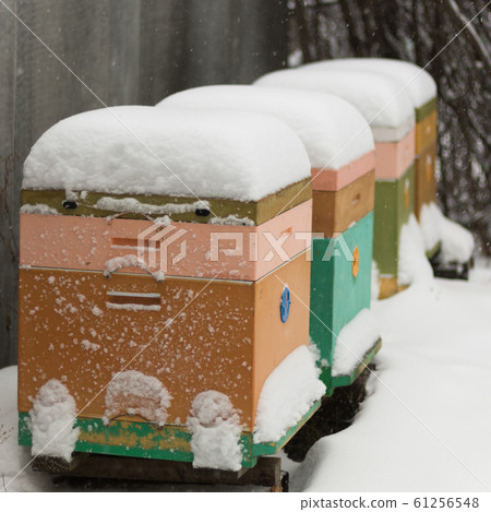 Beehives in apiary covered with snow in wintertime in the frosty dawn or the sunset. Colorful beehives with snowdrift on roofs. Beekeeping Beehives in apiary covered with snow in wintertime in the frosty dawn or the sunset. Colorful beehives with snowdrift on roofs. Beekeeping 61256548