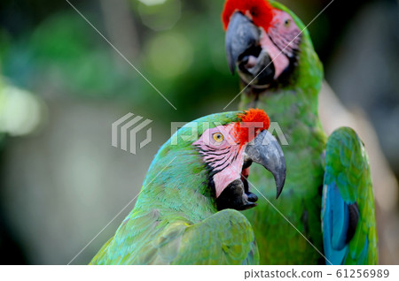 Macaws 61256989
