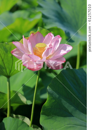Lotus flower Lotus flower 61257010