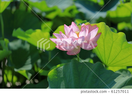 Lotus flower Lotus flower 61257011