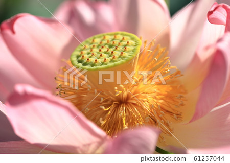 蓮花了 蓮花了 61257044