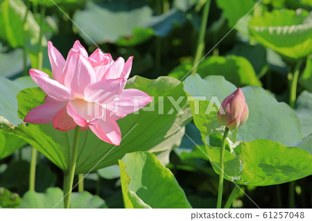 蓮花 蓮花 61257048
