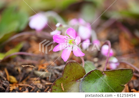 著名植物之花 61258454