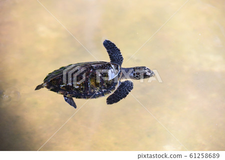 Hawksbill turtle little baby 2-3 months old - Sea 61258689
