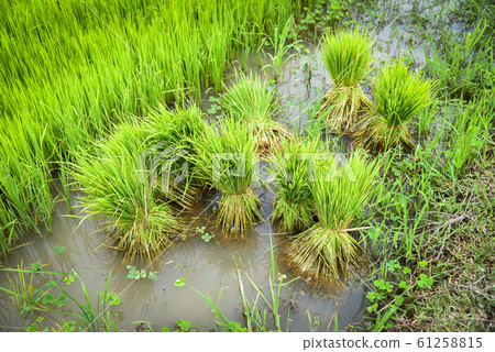 Seedlings of rice to plant in the farmland Seedlings of rice to plant in the farmland 61258815