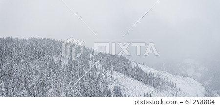 Winter forest snowy taiga hills Beautiful beautiful nature of Russia. Taiga forest in winter. Frosty snowy overcast weather 61258884