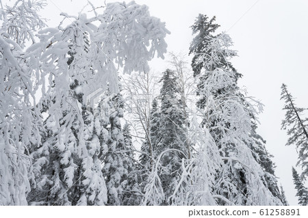Winter forest snowy taiga hills Beautiful beautiful nature of Russia. Taiga forest in winter. Frosty snowy overcast weather 61258891