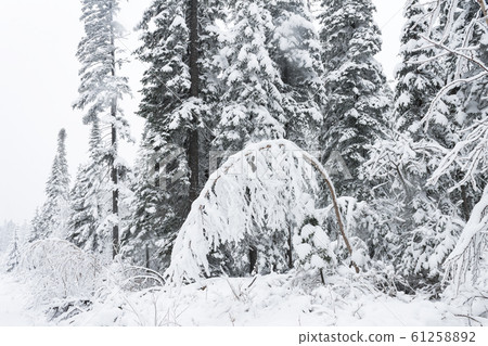 Winter forest snowy taiga hills Beautiful beautiful nature of Russia. Taiga forest in winter. Frosty snowy overcast weather Winter forest snowy taiga hills Beautiful beautiful nature of Russia. Taiga forest in winter. Frosty snowy overcast weather 61258892