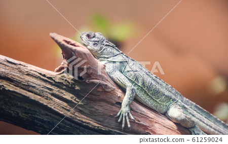Chinese Green Water Dragon on branch tree 61259024