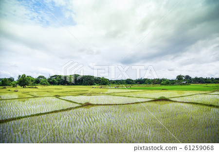 planting rice on rainy season Asian agriculture / 61259068