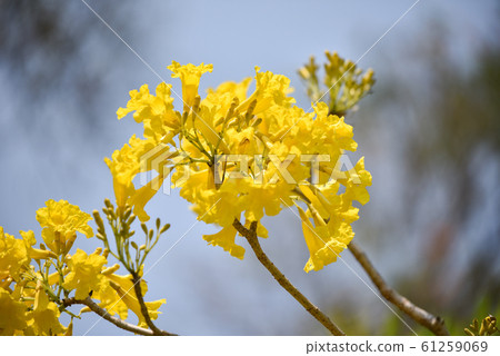 Yellow flowers tree tabebuia spectabilis - 61259069