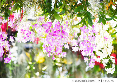 Tropical plant beautiful orchid pink and purple 61259070