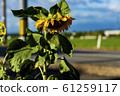 sunflower	 61259117