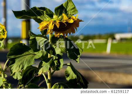 sunflower sunflower 61259117
