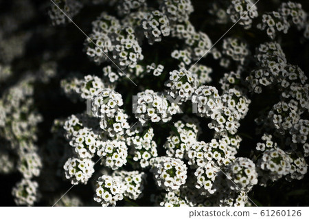 伊比利斯的白花 61260126