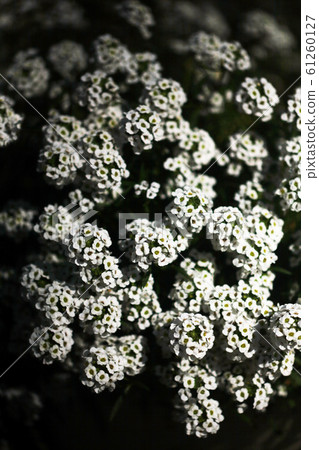 伊比利斯的白花 61260127