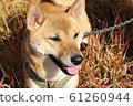 柴犬在草與秋天的落葉 61260944