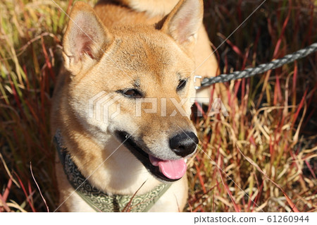 柴犬在草與秋天的落葉 柴犬在草與秋天的落葉 61260944