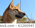 Shiba Inu遠遠地看著 61260945