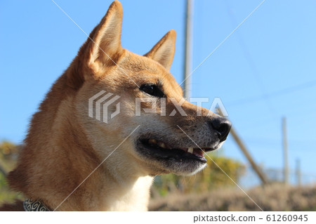 Shiba Inu watching far away Shiba Inu watching far away 61260945