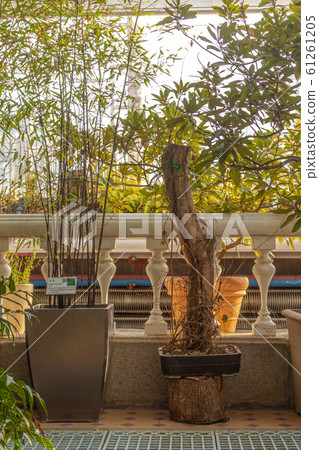 Changchung Palace Greenhouse Changchung Palace Greenhouse 61261205