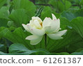 白睡蓮花卉201 61261387