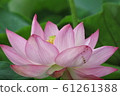 蓮花 61261388