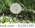 蒲公英的絨毛 61261395