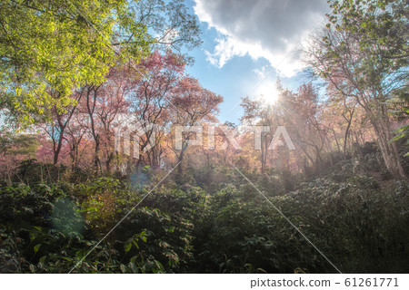 The scenery of beautiful pink cherry blossom in coffee plantation 61261771