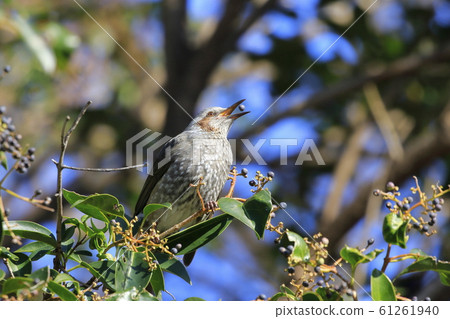 棕耳bulb穿透有角的老鼠 61261940