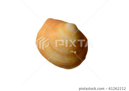 Seashell bivalve 61262212