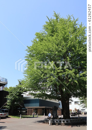 Large ginkgo at Azabuyama Zenpukuji Temple in Motoazabu, Minato-ku, Tokyo 61262457