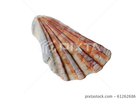 Seashell shards scallop 61262686
