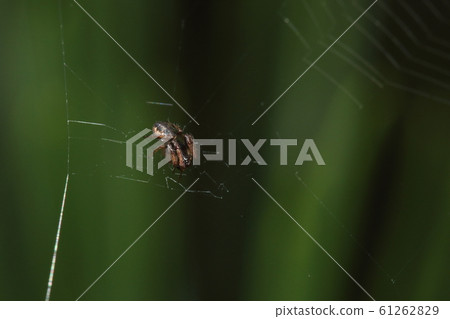 生物：蜘蛛，蜘蛛與它們的名字不同，腹部略長。這是比雌性小一號的雄性 61262829
