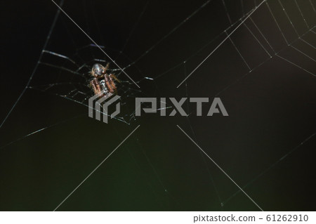 Creature Spider Malago spider (male), ball-like tentacles with mature tentacles 61262910